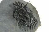 Short Trident Walliserops Trilobite - Timrzit, Morocco #350516-5